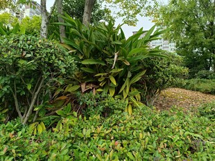 绿意盎然的自然植物景观