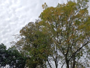 秋日树林中的葱郁树木