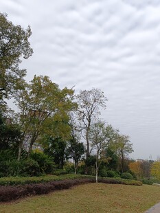 阴天的公园树林景观