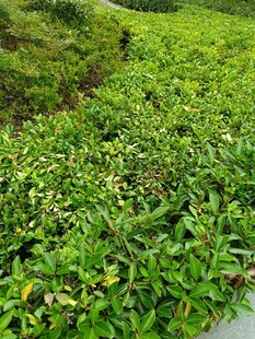 绿意盎然的地面植被景观