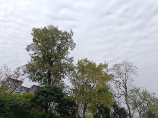 阴天中的葱郁树木