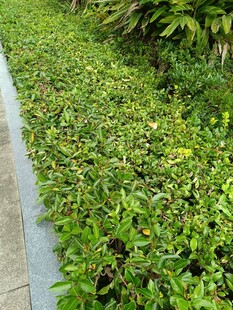 路边翠绿繁茂的植物景观