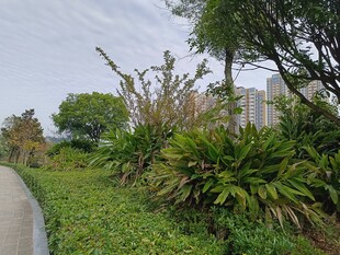 小路旁的繁茂绿植景观