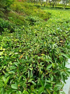 绿意盎然的植物景观