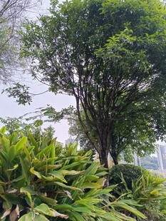 繁茂绿树与周边绿植景观