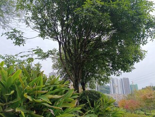 城市中葱郁的树木与绿植