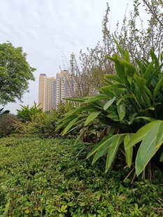 城市中的绿植景观