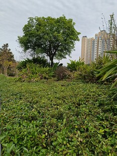 城市中的绿意盎然草地