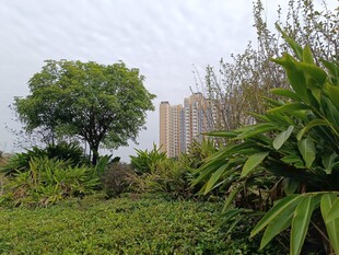 城市中的绿意角落