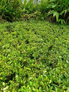 翠绿繁茂的地面绿植景观