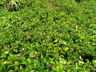 翠绿繁茂的植物景观