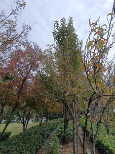 秋日公园多彩树木景观