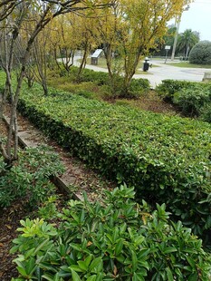 园林绿植景观