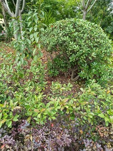 绿意盎然的园林植物景观