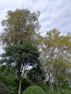 园林中的葱郁树木景观