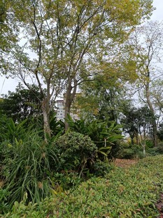 户外繁茂绿植景观