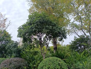 绿意盎然的园林景观