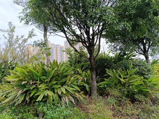 户外绿植繁茂的自然景致