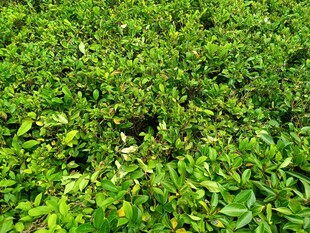 翠绿繁茂的植物景观