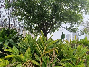 绿意盎然的植物景观