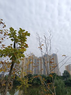 秋日城市中的树木与建筑