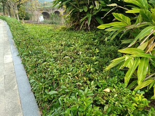 路边绿意盎然的繁茂植物