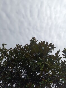 树冠之上的灰白天空