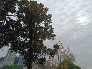 阴天里的大树与城市景观