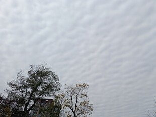 天空下的树木与云层