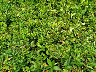 翠绿繁茂的丛生植物