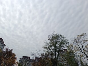 阴天城市中的树木与建筑