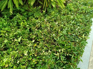 翠绿繁茂的地面绿植景观