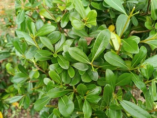 翠绿繁茂的灌木丛