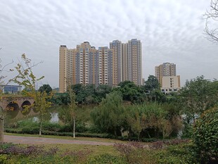 城市高楼与周边绿植景观