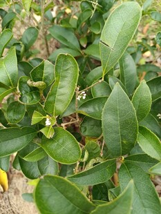 绿叶间的白色小花