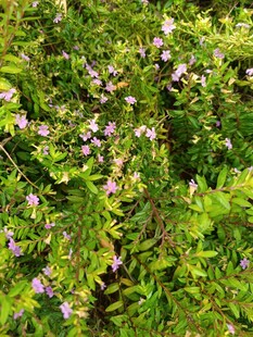 繁茂绿植间的粉嫩小花