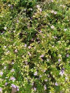 繁茂绿植间的紫色小花