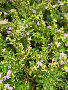 繁茂花丛中的清新景致