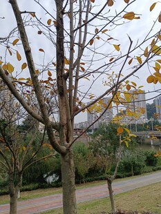 秋日公园落叶树木景致