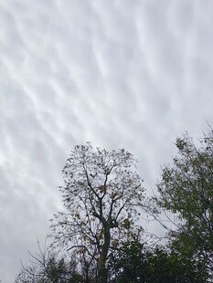 天空下的树木轮廓