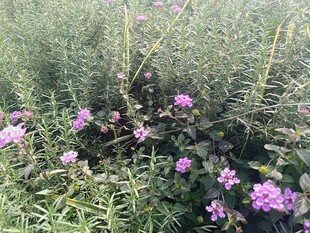 草丛中的紫色花卉绽放