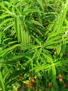 翠绿繁茂的植物景观