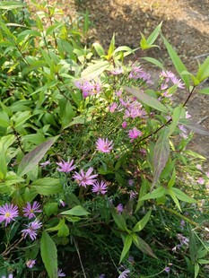 紫色小花绽放于绿叶间