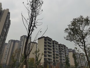 小区旁的树木与高楼