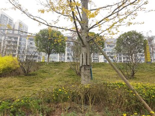 城市公园中的树木与草地