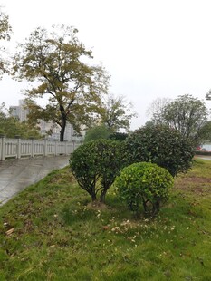 雨中园林景观