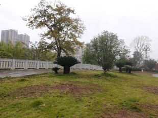 公园草地与造型树木景观