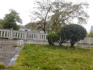 雨后庭院绿植景观