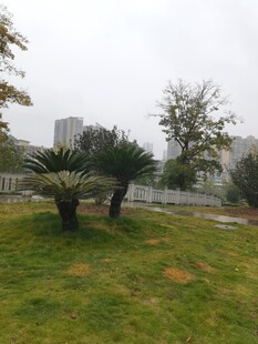 户外草地与树木景观