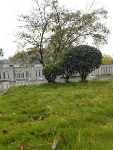 草地旁的树木与建筑景观